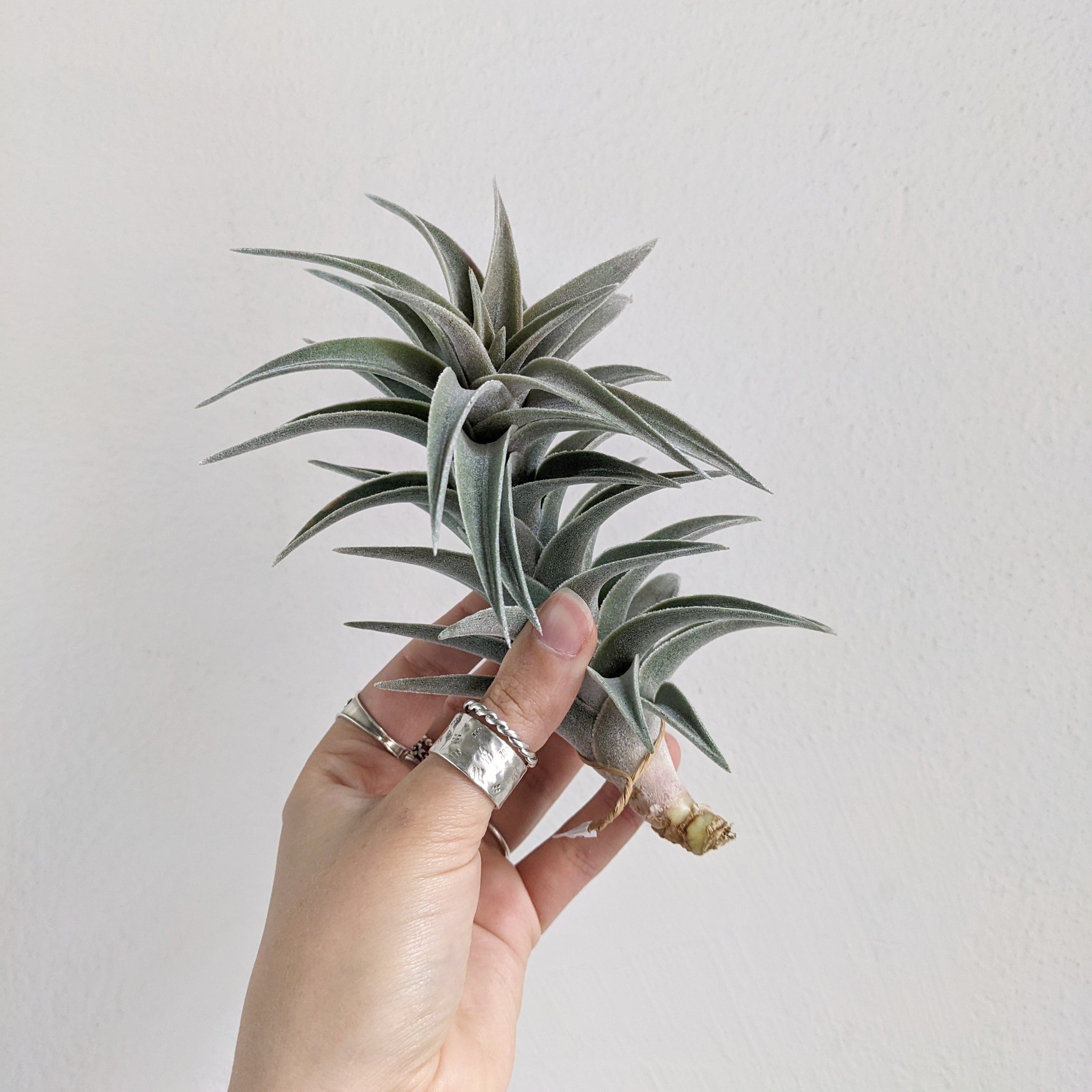 Tillandsia edithae (Air plant)